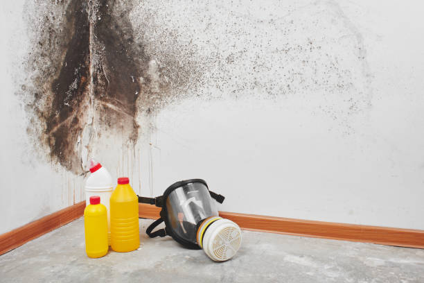 Best Black Mold Removal  in Ormond By The Sea, FL