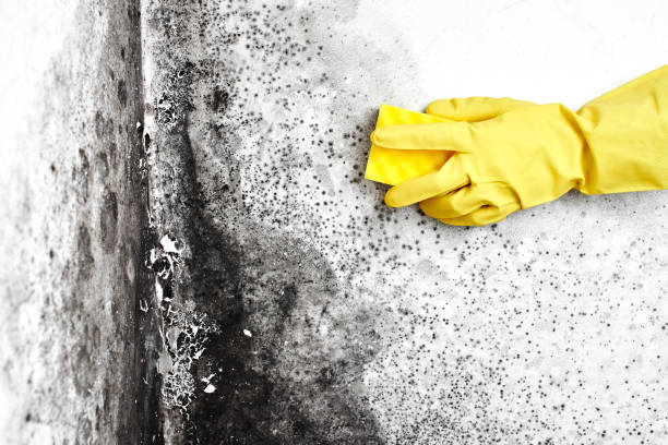 Water Damage Restoration in Ormond By The Sea, FL