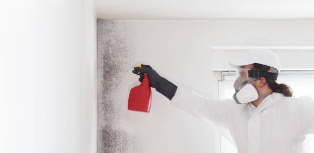 Best Commercial Mold Removal  in Ormond By The Sea, FL