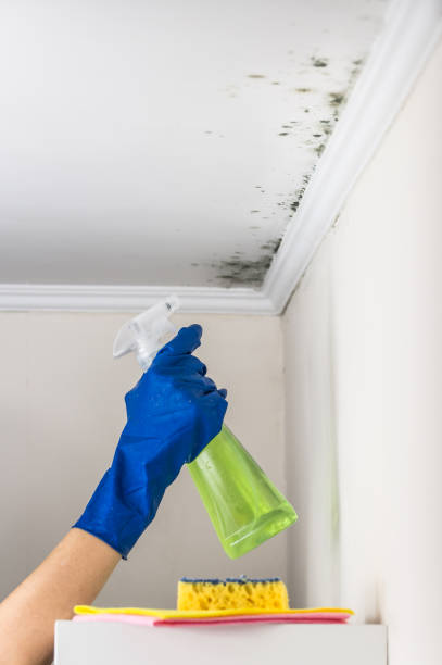 Best Attic Mold Removal  in Ormond By The Sea, FL