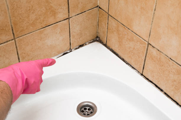 Mold Testing and Removal in Ormond By The Sea, FL